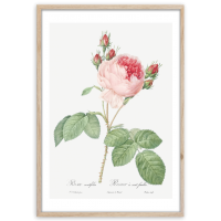 Styler OB-13805 постер  (розовая роза) FP018, 50X70см